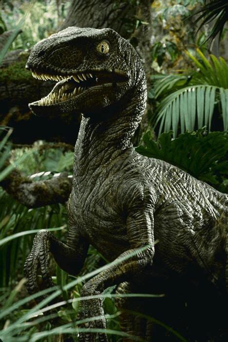 Velociraptor Velociraptor Jurassic Park Jurassic Park