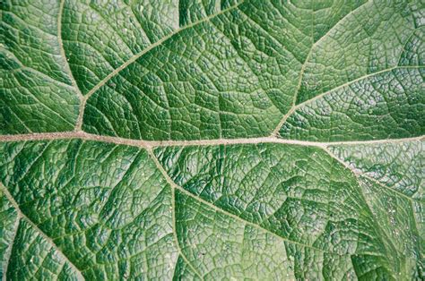 photo leaf texture abstract plant veins   jooinn