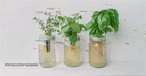 tabletop hydroponics  ive learned   quirks  kratky jars