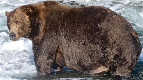 What Is Fat Bear Week Laptrinhx News