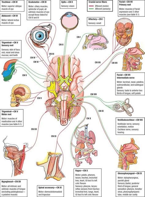 cranial nerves mnemonic song medchrometube  medical