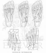 Foot Muscles Coloring Anatomy Pages Drawing Skeleton Intrinsic Netter Getdrawings Book Printable Getcolorings Pricing sketch template