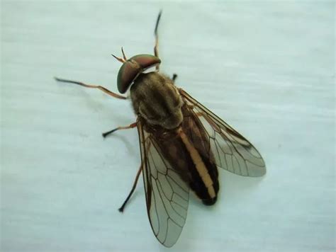 horsefly   harmful
