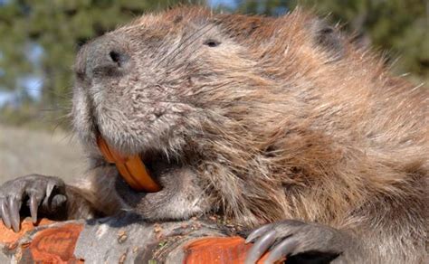Beavers Natural Predator Homemade Porn