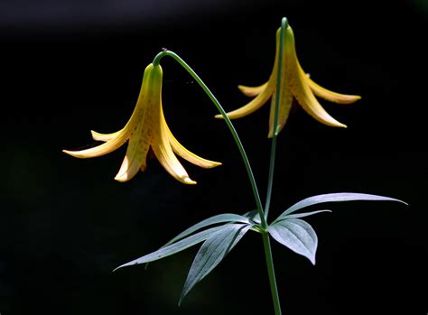 canada lily or wild yellow lily lilium canadense flickr