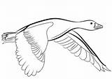 Kaczka Gans Oie Pato Voando Fliegende Kolorowanki Oiseau Kolorowanka Rysunek Vole Goose Patos Gänse Druku Canard sketch template