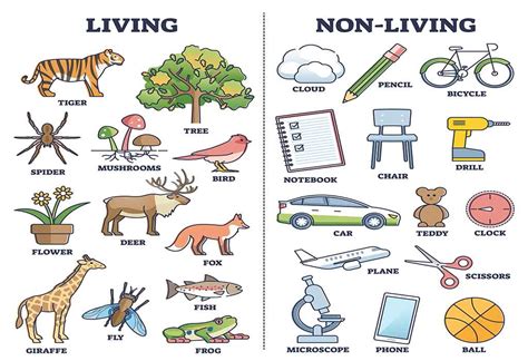 living   living  characteristics examples