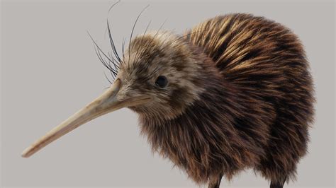 kiwi bird  wings bruin blog