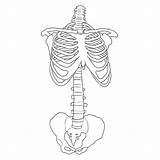 Drawing Skeleton Spine Simple Ribs Human Anatomy Drawings Bone Bones Getdrawings Tumblr Body Paintingvalley Choose Board sketch template