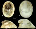 Afbeeldingsresultaten voor Hydrobiidae. Grootte: 150 x 123. Bron: zookeys.pensoft.net