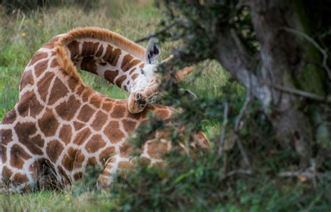 top 10 funny and weird facts about giraffes top10hq