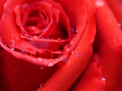 wallpapernarium acercamiento  una rosa roja
