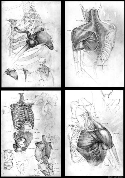 anatomical sketch series   gorrem  deviantart