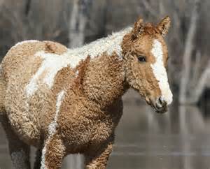 americas  unique breed  bashkir curly horse horse spirit