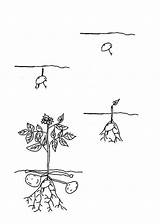 Coloring Potato Plants sketch template