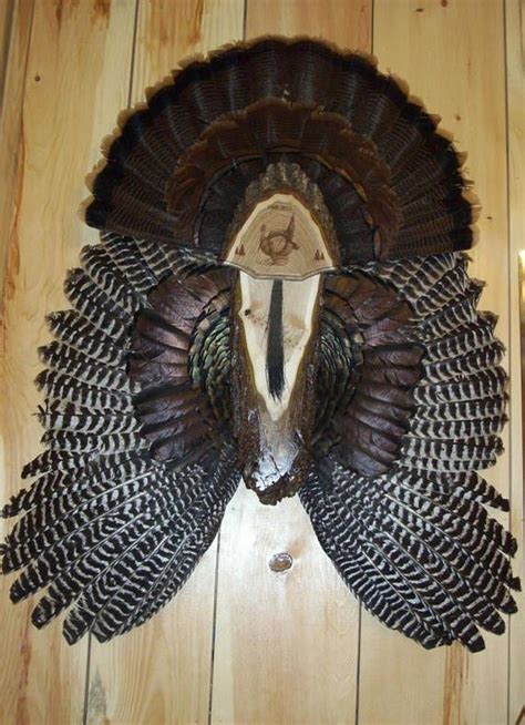 turkey hunting turkey fan mount turkey fan plaque turkey hunting gift