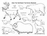 Tundra Coloring Pages Arctic Mammals Newfoundland Canadian Animals Biome Color Labrador Biomes Alpine Animal Printable Result Canada Province Ecosystem Polar sketch template