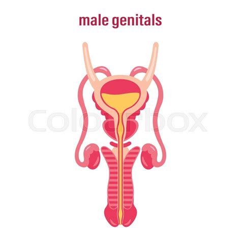 female reproductive system sex stock vector colourbox