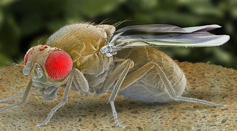 sick and tired scientists find protein that puts flies to