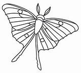 Moth Luna Coloring Drawings Template Embroidery Outline Drawing Butterfly 271px 58kb Menagerie Miniature Choose Board sketch template
