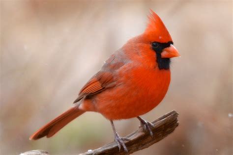 fun facts  trivia  northern cardinals
