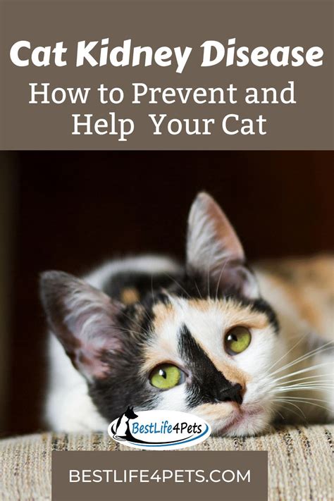 tips  preventing kidney disease  cats artofit