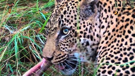 leopard feeding youtube