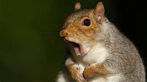 stupendous reasons    heck   squirrels nova pbs