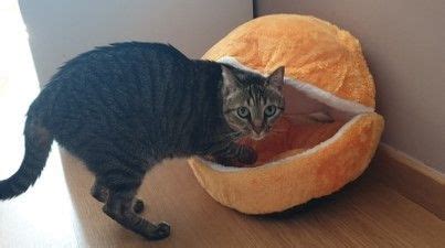 hamburger pet bed pet bed pets cat room