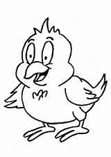 Pollos Pollo Kippen Pintar Kip Pollito Dieren Momjunction Bird Chicks Animaatjes sketch template