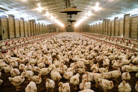 You Might Be Paying Too Much For Your Chicken The New York Times