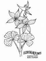 Delphinium Coloring Flower Larkspur Pages Plants Color Drawing Flowers 57kb Illustration Visit Even Printable sketch template