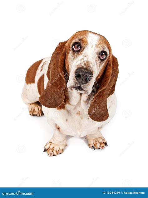 basset hound  sad eyes royalty  stock images image