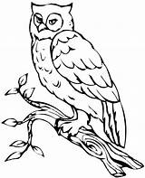 Owl Coloring Burrowing Getdrawings sketch template