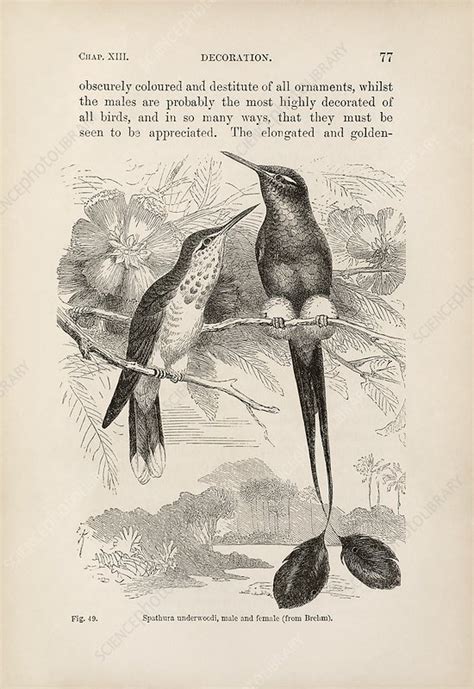 darwin on sexual selection in birds 1871 stock image c040 0858