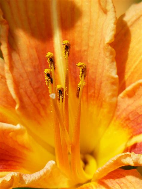 images ovary stamen stamens anther