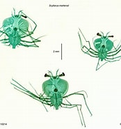 Afbeeldingsresultaten voor "scyllarus Martensii". Grootte: 174 x 185. Bron: www.flickr.com