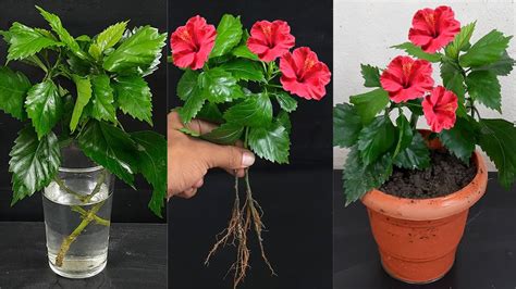 grow hibiscus cuttings faster  home grow hibiscus  water