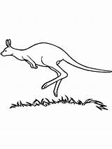 Coloring Kangaroo Jumping Wallaroo Meadow Designlooter Netart 04kb Print Drawings sketch template