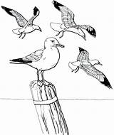 Drawing Seagulls Getdrawings Seagull Coloring sketch template