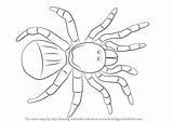 Spider Draw Trapdoor Drawing Step Arachnids Animals sketch template