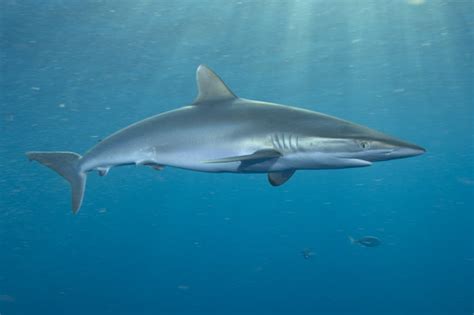 silky shark pictures