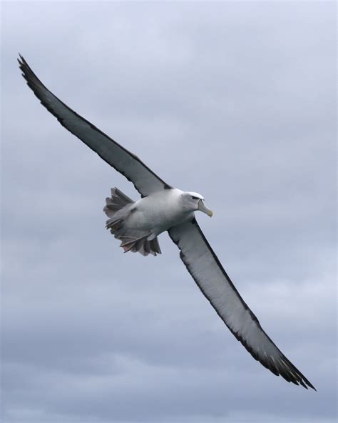 death  simon  albatross  albatross pt  conclusion