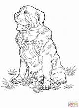 Coloring Pages Bernard St Printable Dog Tablets Compatible Ipad Android Version Color Click Online sketch template