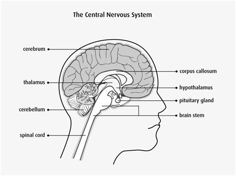 diagram   central nervous system brain  spinal cord cerebrum