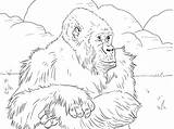 Gorilla Gorille Gorillas Pianura Supercoloring Stampare Montagnes Primanyc Montagna Coloriages Impressionante Utan Encequiconcerne Ape Schede Didattiche Popular sketch template