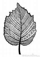Coloring Basswood Leaf Abstract Clipart Zentangle Clipground Stock Visit Dreamstime Leaves Afkomstig Van Pages sketch template