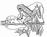 Sapo Sapos Frogs Grenouille Adulte Rã Kleurplaten Dieren Natuur Coloring4free Veja Divers Lagoa Pedra Getdrawings Reptiles Italks Downloaden Uitprinten sketch template