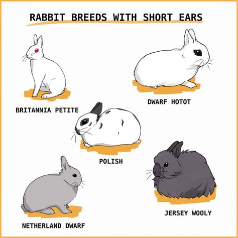 rabbit ears   long