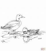 Coloring Mallard Ducks Two Pages Printable Red Study Drawing Drawings Puzzle Crafts Paper Nature Birds sketch template